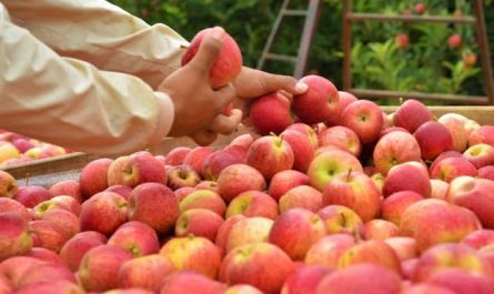 Pourquoi rêver de voler des pommes ?