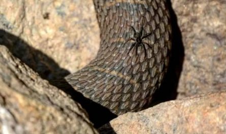 Pourquoi rêver d'araignée et de serpent ensemble ?