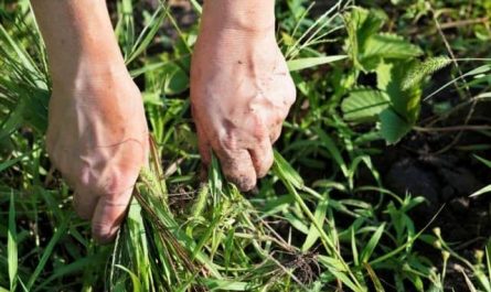 Pourquoi rêver d'arracher de l'herbe ?