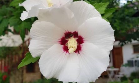 Pourquoi rêver d'hibiscus blanc ?