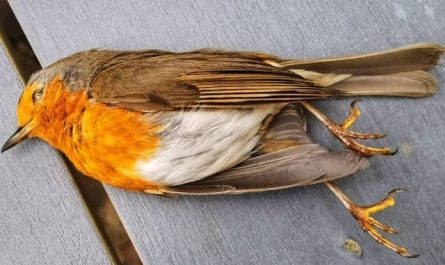 Pourquoi rêver d'oiseau mort ?