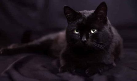 Pourquoi rêver de chat noir malade ?