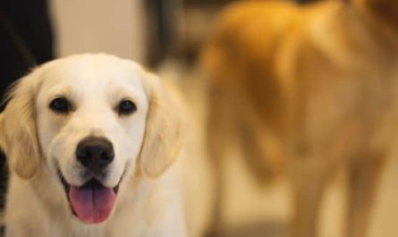 Pourquoi rêver d'un chien intelligent ?