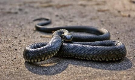 Pourquoi rêver d'un serpent noir rampant ?