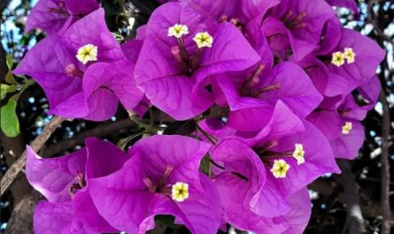 Pourquoi rêver de bougainvilliers ?
