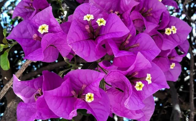 Rêver de bougainvilliers