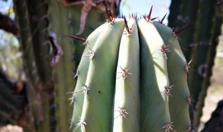 Pourquoi rêver de cactus vert ?