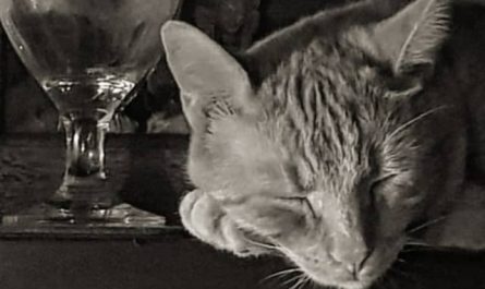 Pourquoi rêver de chat endormi ?