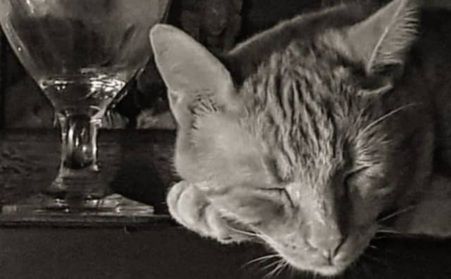 Pourquoi rêver de chat endormi ?