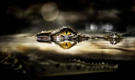 Pourquoi rêver de crocodile ?