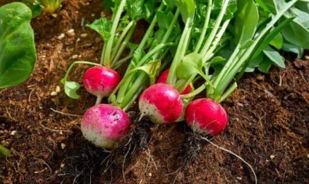 Pourquoi rêver de cueillir des radis ?