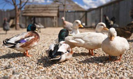 Pourquoi rêver de ferme avec des animaux ?
