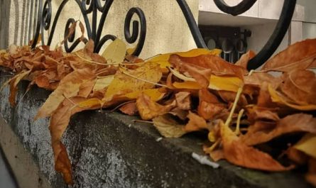 Pourquoi rêver de feuilles mortes ?