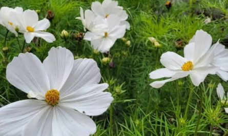 Pourquoi rêver de fleur blanche ?