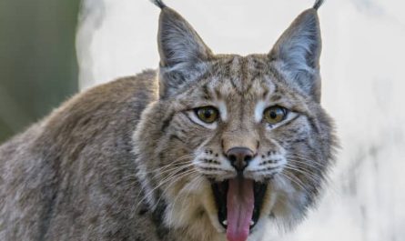 Pourquoi rêver de lynx ?