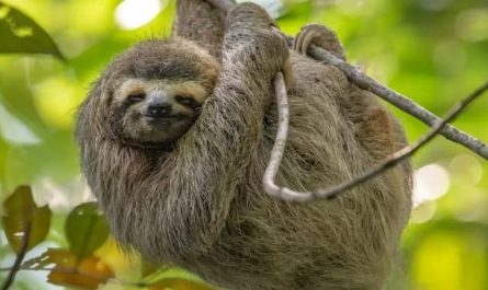 Pourquoi rêver de paresseux ?