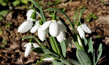 Pourquoi rêver de perce-neige ?