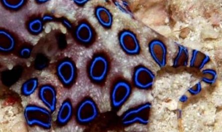 Pourquoi rêver de pieuvre bleue ?