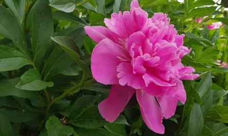 Pourquoi rêver de pivoines ?