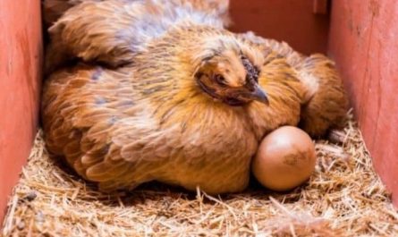 Pourquoi rêver de poule couveuse ?