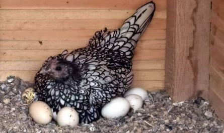 Pourquoi rêver de poule qui couve ses oeufs ?