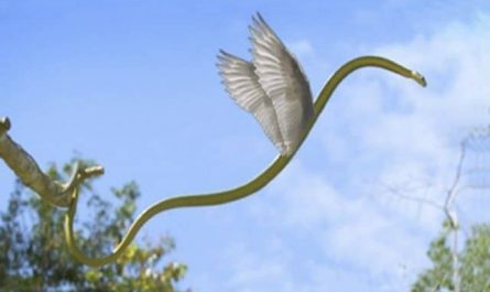 Pourquoi rêver de serpent avec des ailes ?
