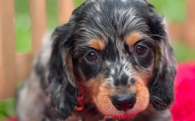 Pourquoi rêver de tête de chien ?