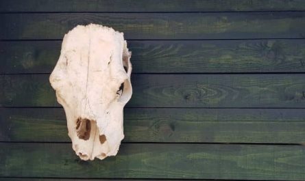 Pourquoi rêver de tête de vache ?