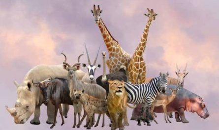 Pourquoi rêver d’animaux entrant dans la maison ?