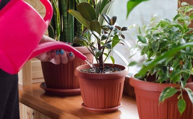 Rêver d’arroser des plantes