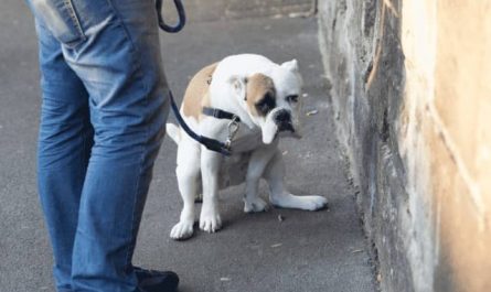 Pourquoi rêver d'excréments de chien ?