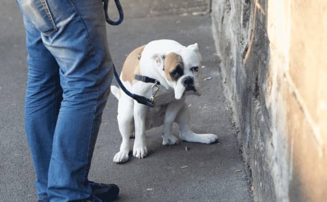 Rêver d’excréments de chien