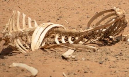 Pourquoi rêver d'hécatombe ?