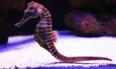 Pourquoi rêver d'hippocampe ?
