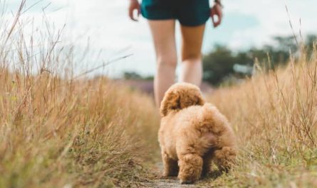 Pourquoi rêver d'un chien qui me poursuit ?