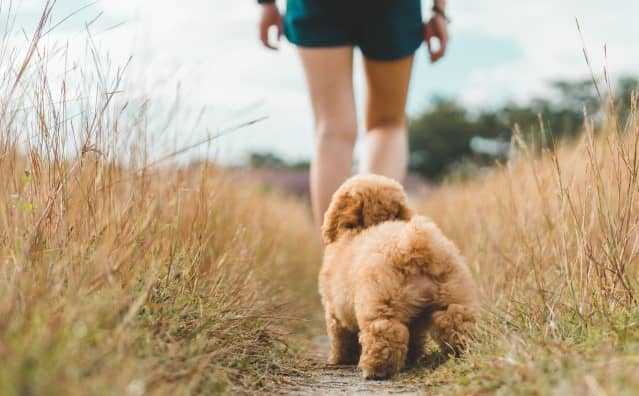 Rêver d’un chien qui me poursuit