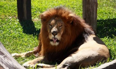 Pourquoi rêver d’un lion dans la maison ?