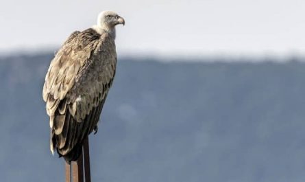 Pourquoi rêver d'un vautour géant ?