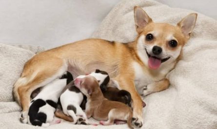 Pourquoi rêver d'une chienne qui accouche ?