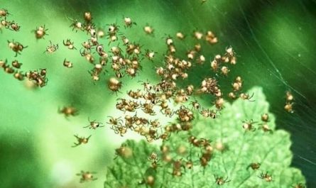 Pourquoi rêver de bébés araignées ?