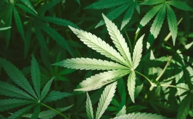 Rêver de cannabis