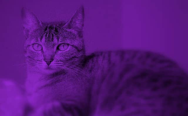 Rêver de chat violet : Comment l'interpréter ?