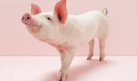 Pourquoi rêver de cochon propre ?