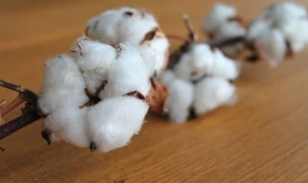 Pourquoi rêver de coton ?