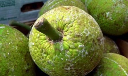 Pourquoi rêver de fruit à pain ?