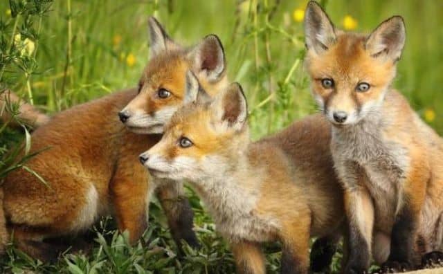 Pourquoi rêver de plusieurs bébés renard ?