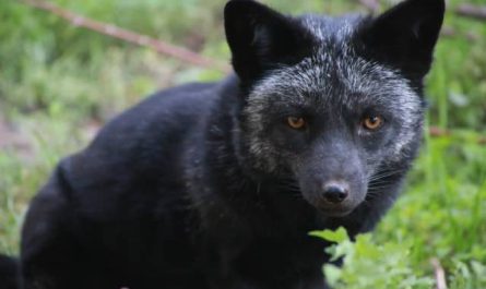 Pourquoi rêver de renard noir ?