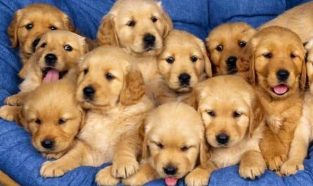 Pourquoi rêver de sauver des chiots ?