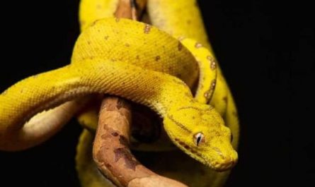Pourquoi rêver de serpent jaune ?