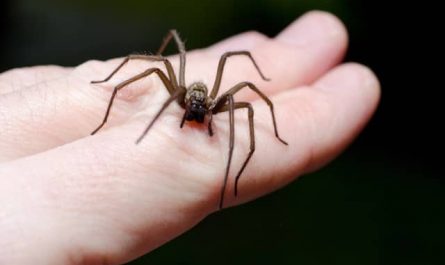 Pourquoi rêver qu'une araignée vous mord ?